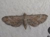 Butterflies and Moths at Rayleigh Mount (Mike Bailey) (30753 bytes)